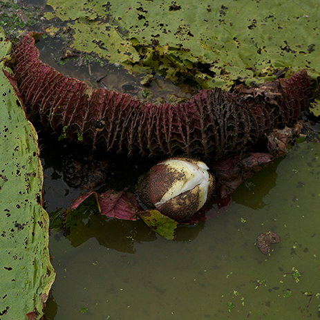 AMAZONAS 25 rio mosaico galeria_MG_4768.jpg
